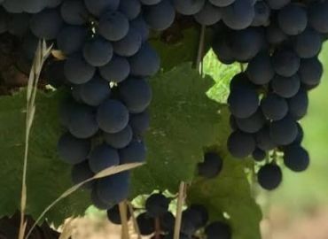 Bodegas Medio Dia